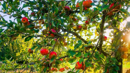 jabloň apple-tree-4208594 1280